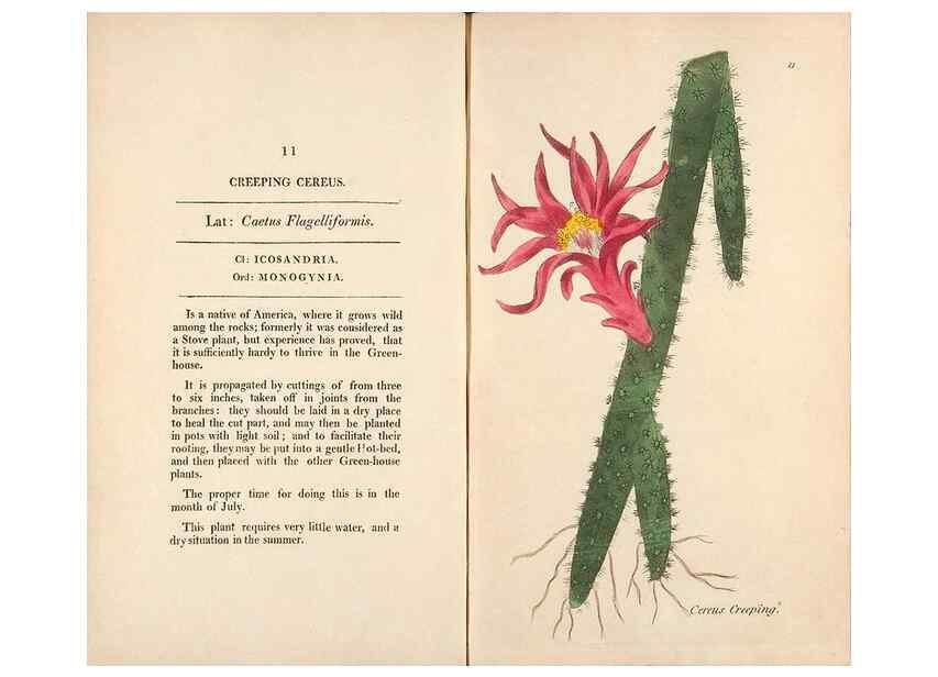 Reproducción/Reproduction 24317306083: Fifty plates of green-house plants, drawn and coloured from nature :. London :Printed for the author by T. Bensley,1807.