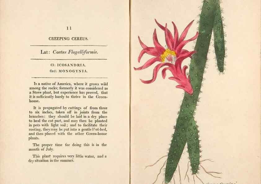 Reproducción/Reproduction 24317306083: Fifty plates of green-house plants, drawn and coloured from nature :. London :Printed for the author by T. Bensley,1807.