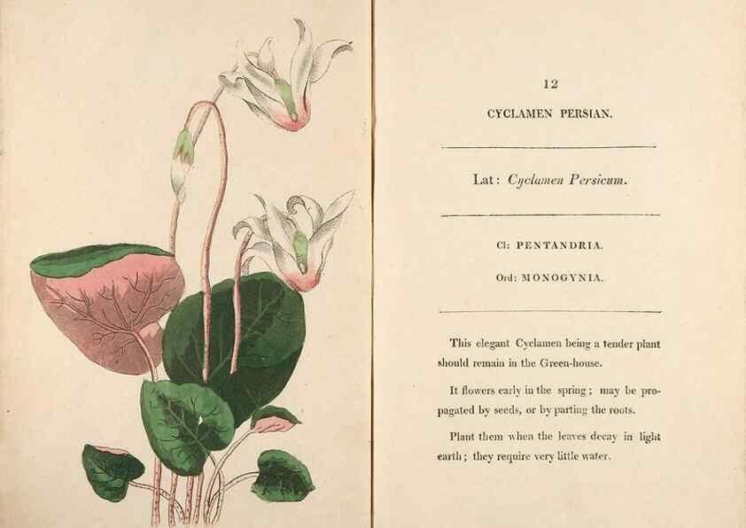 Reproducción/Reproduction 24576525549: Fifty plates of green-house plants, drawn and coloured from nature :. London :Printed for the author by T. Bensley,1807.