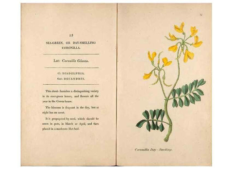Reproducción/Reproduction 24576532269: Fifty plates of green-house plants, drawn and coloured from nature :. London :Printed for the author by T. Bensley,1807.