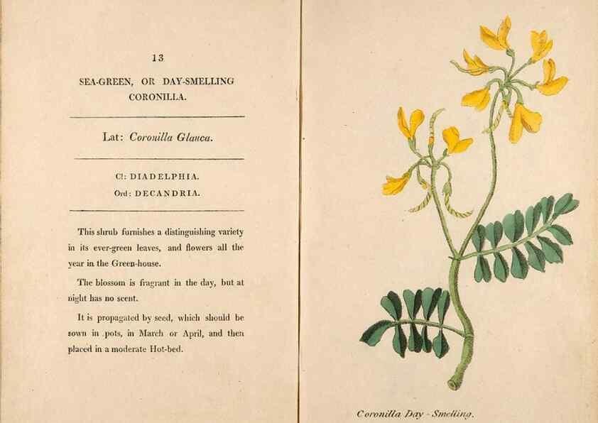 Reproducción/Reproduction 24576532269: Fifty plates of green-house plants, drawn and coloured from nature :. London :Printed for the author by T. Bensley,1807.