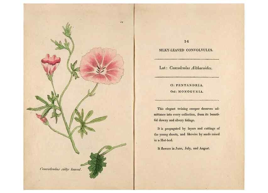 Reproducción/Reproduction 24917878556: Fifty plates of green-house plants, drawn and coloured from nature :. London :Printed for the author by T. Bensley,1807.