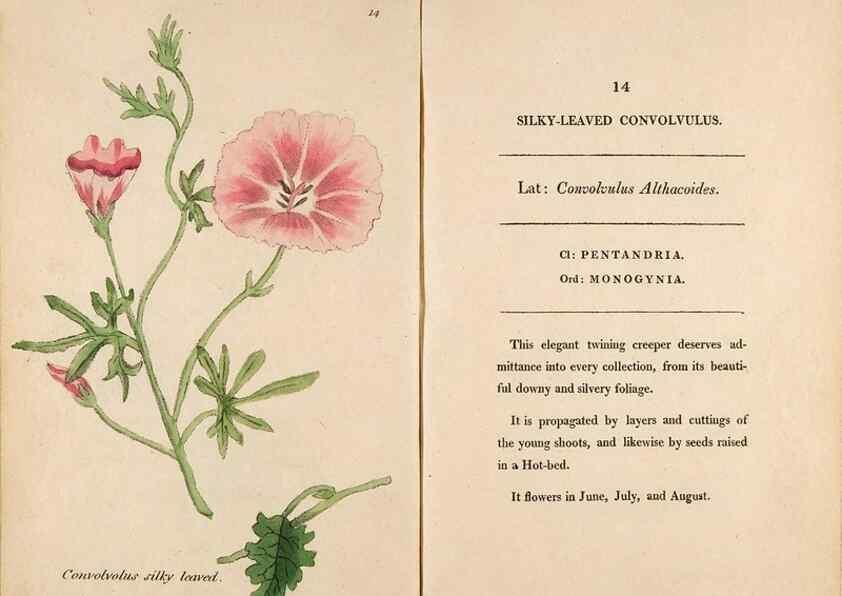 Reproducción/Reproduction 24917878556: Fifty plates of green-house plants, drawn and coloured from nature :. London :Printed for the author by T. Bensley,1807.