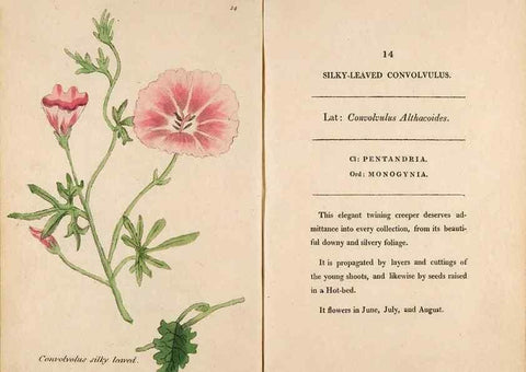 Reproducción/Reproduction 24917878556: Fifty plates of green-house plants, drawn and coloured from nature :. London :Printed for the author by T. Bensley,1807.