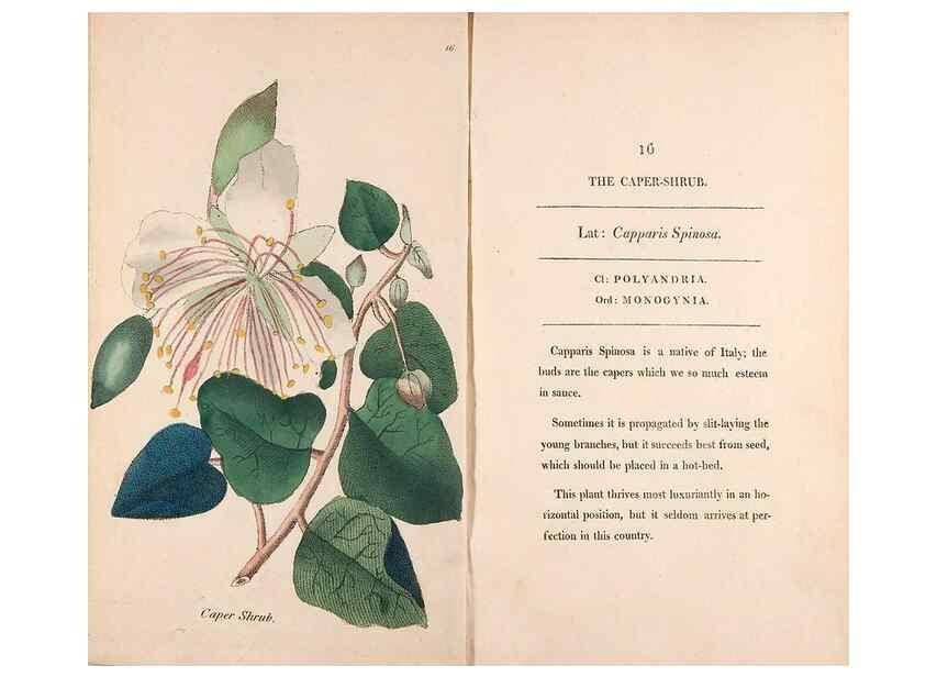 Reproducción/Reproduction 24826207062: Fifty plates of green-house plants, drawn and coloured from nature :. London :Printed for the author by T. Bensley,1807.