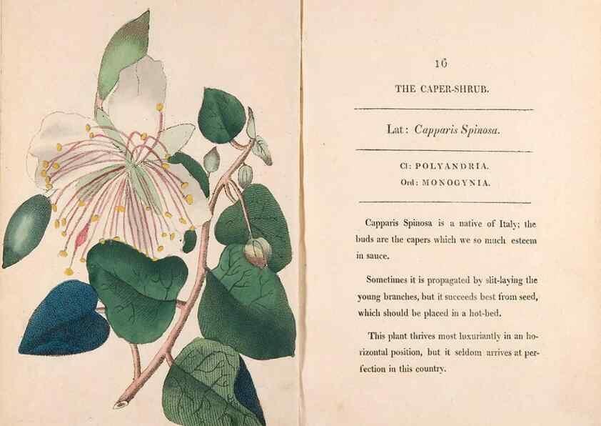 Reproducción/Reproduction 24826207062: Fifty plates of green-house plants, drawn and coloured from nature :. London :Printed for the author by T. Bensley,1807.
