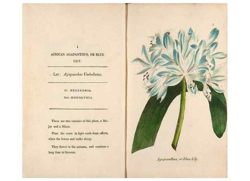 Reproducción/Reproduction 24850785921: Fifty plates of green-house plants, drawn and coloured from nature :. London :Printed for the author by T. Bensley,1807.
