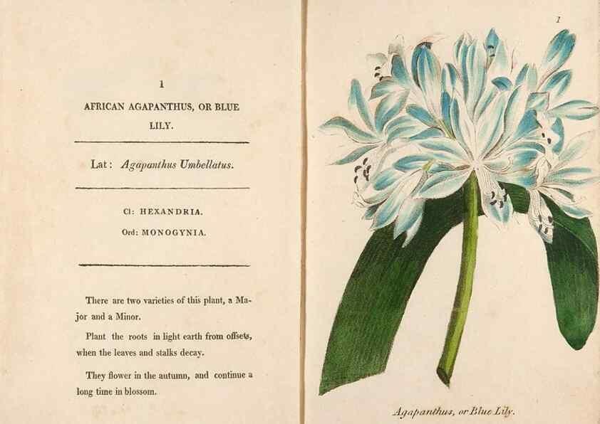 Reproducción/Reproduction 24850785921: Fifty plates of green-house plants, drawn and coloured from nature :. London :Printed for the author by T. Bensley,1807.