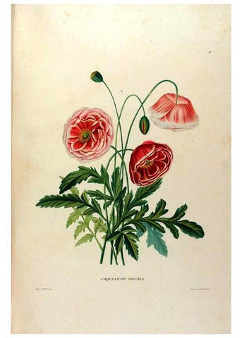 Reproducción/Reproduction 24745878841: Études de fleurs et de fruits :. Paris :Chez Bance aîné, Md. d'Etampes,[1820?]