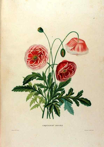 Reproducción/Reproduction 24745878841: Études de fleurs et de fruits :. Paris :Chez Bance aîné, Md. d'Etampes,[1820?]
