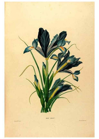 Reproducción/Reproduction 24813069646: Études de fleurs et de fruits :. Paris :Chez Bance aîné, Md. d'Etampes,[1820?]