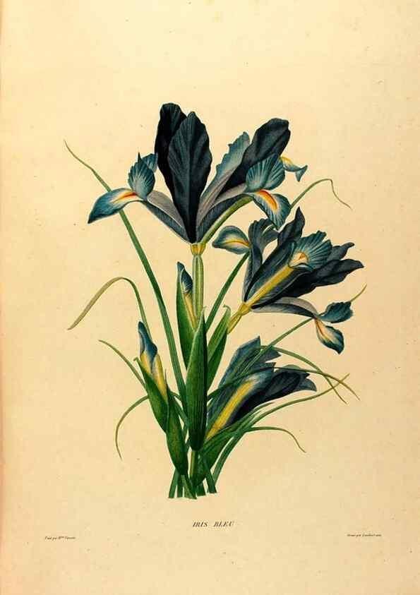Reproducción/Reproduction 24813069646: Études de fleurs et de fruits :. Paris :Chez Bance aîné, Md. d'Etampes,[1820?]