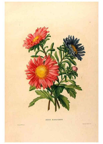Reproducción/Reproduction 24813064606: Études de fleurs et de fruits :. Paris :Chez Bance aîné, Md. d'Etampes,[1820?]