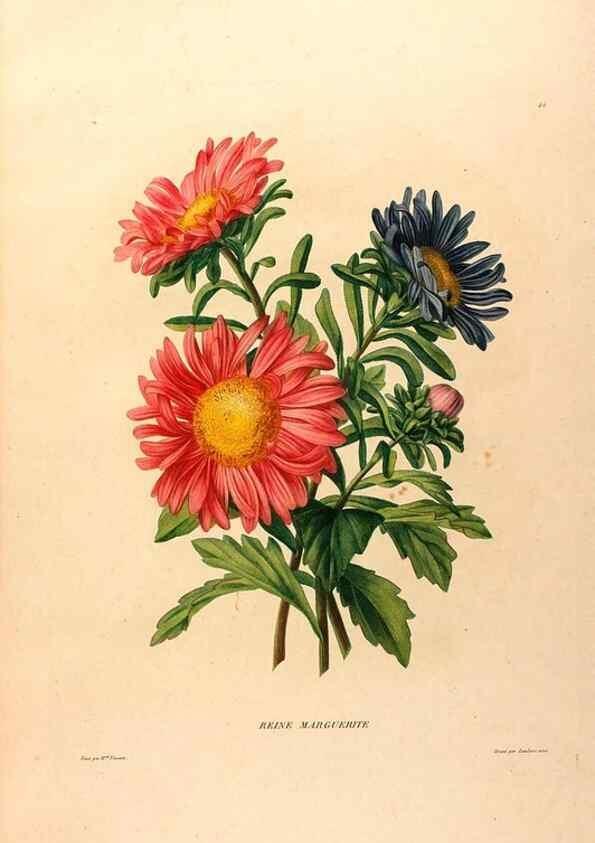 Reproducción/Reproduction 24813064606: Études de fleurs et de fruits :. Paris :Chez Bance aîné, Md. d'Etampes,[1820?]