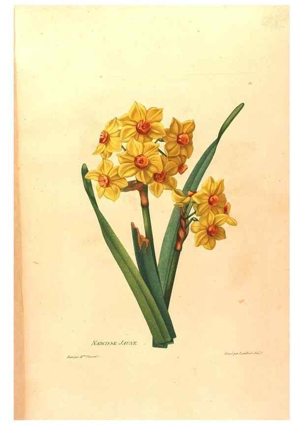 Reproducción/Reproduction 24745818421: Études de fleurs et de fruits :. Paris :Chez Bance aîné, Md. d'Etampes,[1820?]