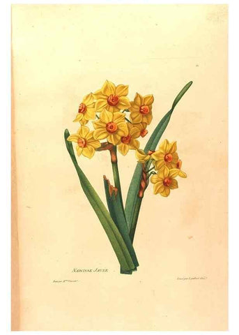 Reproducción/Reproduction 24745818421: Études de fleurs et de fruits :. Paris :Chez Bance aîné, Md. d'Etampes,[1820?]