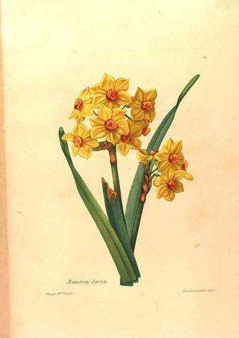 Reproducción/Reproduction 24745818421: Études de fleurs et de fruits :. Paris :Chez Bance aîné, Md. d'Etampes,[1820?]