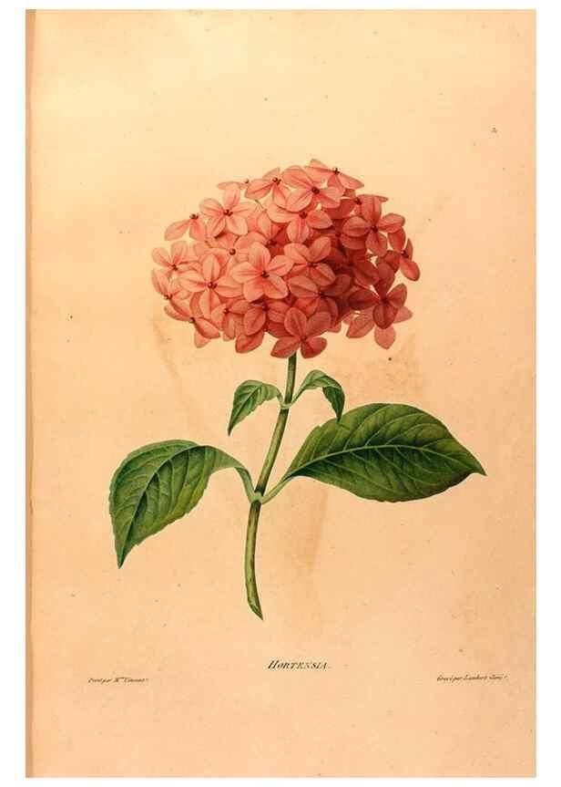 Reproducción/Reproduction 24211097194: Études de fleurs et de fruits :. Paris :Chez Bance aîné, Md. d'Etampes,[1820?]