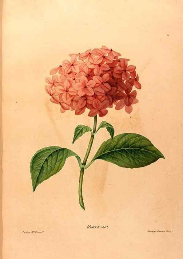 Reproducción/Reproduction 24211097194: Études de fleurs et de fruits :. Paris :Chez Bance aîné, Md. d'Etampes,[1820?]