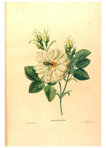 Reproducción/Reproduction 24839278525: Études de fleurs et de fruits :. Paris :Chez Bance aîné, Md. d'Etampes,[1820?]