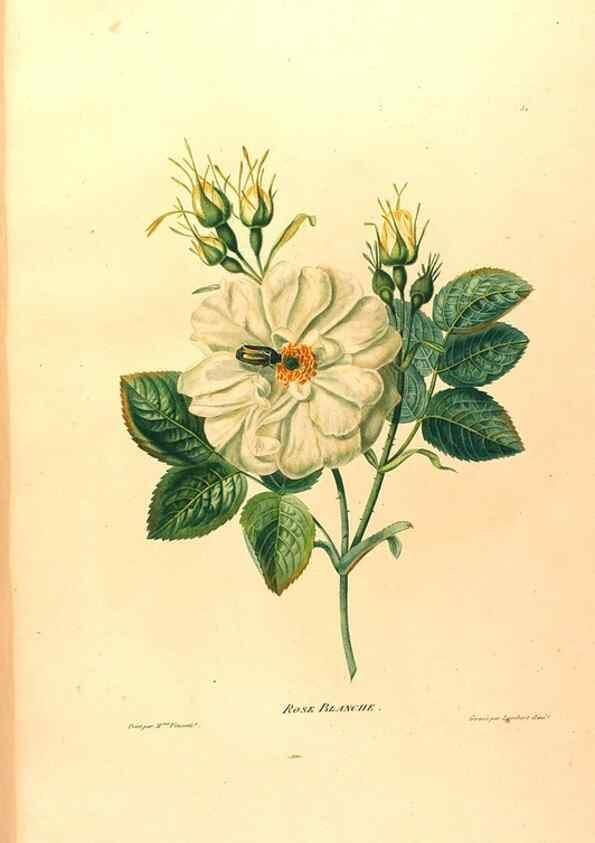 Reproducción/Reproduction 24839278525: Études de fleurs et de fruits :. Paris :Chez Bance aîné, Md. d'Etampes,[1820?]