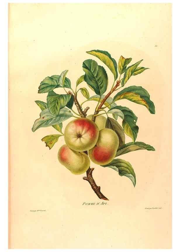 Reproducción/Reproduction 24721420802: Études de fleurs et de fruits :. Paris :Chez Bance aîné, Md. d'Etampes,[1820?]