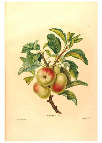 Reproducción/Reproduction 24721420802: Études de fleurs et de fruits :. Paris :Chez Bance aîné, Md. d'Etampes,[1820?]