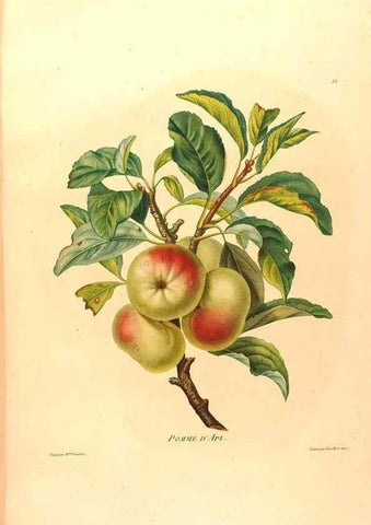Reproducción/Reproduction 24721420802: Études de fleurs et de fruits :. Paris :Chez Bance aîné, Md. d'Etampes,[1820?]