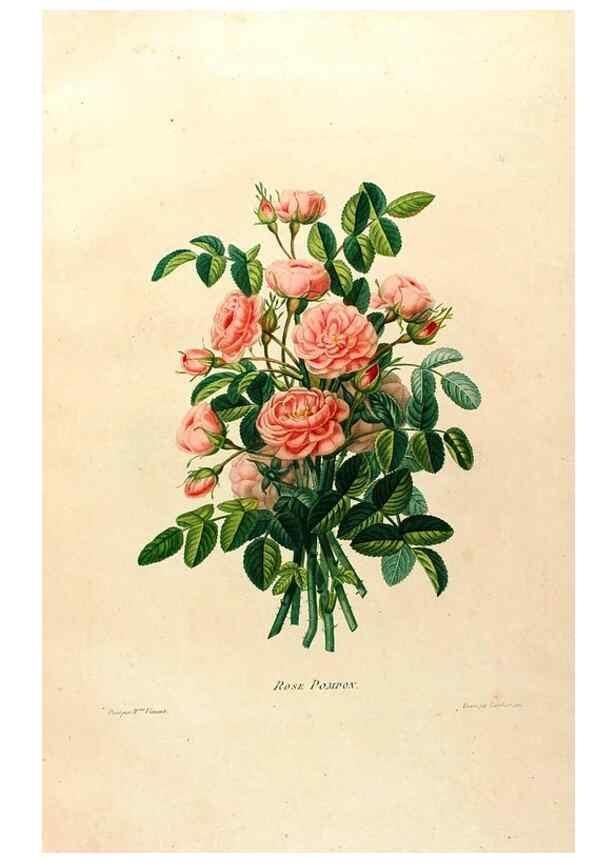 Reproducción/Reproduction 24745830511: Études de fleurs et de fruits :. Paris :Chez Bance aîné, Md. d'Etampes,[1820?]