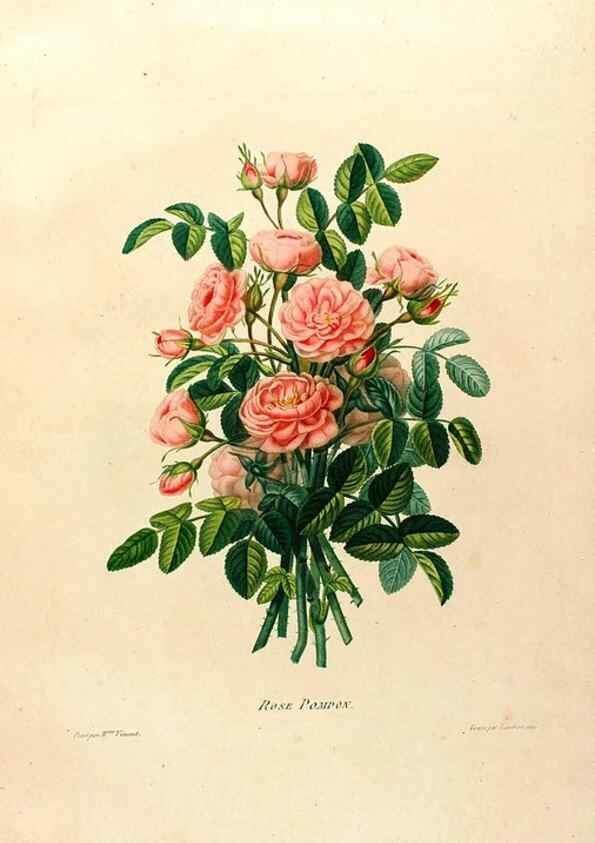 Reproducción/Reproduction 24745830511: Études de fleurs et de fruits :. Paris :Chez Bance aîné, Md. d'Etampes,[1820?]