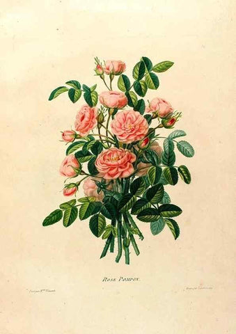 Reproducción/Reproduction 24745830511: Études de fleurs et de fruits :. Paris :Chez Bance aîné, Md. d'Etampes,[1820?]