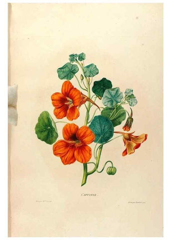 Reproducción/Reproduction 24813029936: Études de fleurs et de fruits :. Paris :Chez Bance aîné, Md. d'Etampes,[1820?]