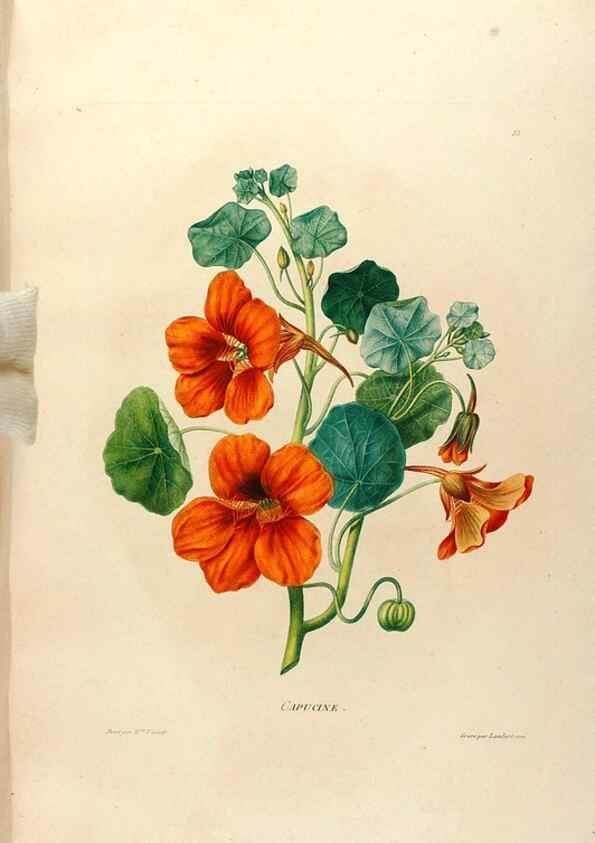 Reproducción/Reproduction 24813029936: Études de fleurs et de fruits :. Paris :Chez Bance aîné, Md. d'Etampes,[1820?]