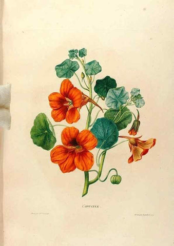 Reproducción/Reproduction 24813029936: Études de fleurs et de fruits :. Paris :Chez Bance aîné, Md. d'Etampes,[1820?]