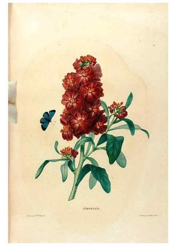 Reproducción/Reproduction 24471672479: Études de fleurs et de fruits :. Paris :Chez Bance aîné, Md. d'Etampes,[1820?]