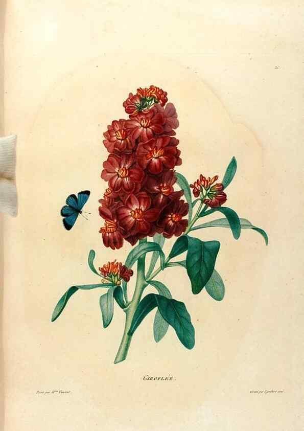 Reproducción/Reproduction 24471672479: Études de fleurs et de fruits :. Paris :Chez Bance aîné, Md. d'Etampes,[1820?]