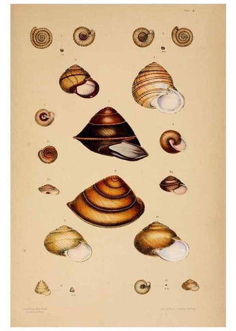 Reproducción/Reproduction 24721088132: A monograph of Australian land shells,. Sydney,W. Maddock; [etc., etc.]1868.