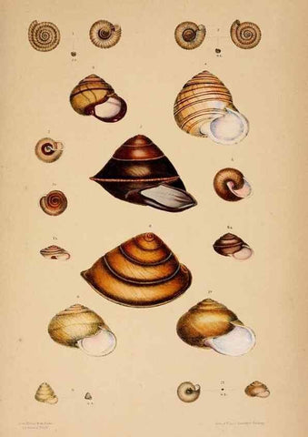 Reproducción/Reproduction 24721088132: A monograph of Australian land shells,. Sydney,W. Maddock; [etc., etc.]1868.