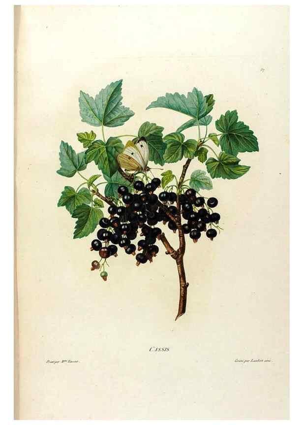 Reproducción/Reproduction 24211117664: Études de fleurs et de fruits :. Paris :Chez Bance aîné, Md. d'Etampes,[1820?]