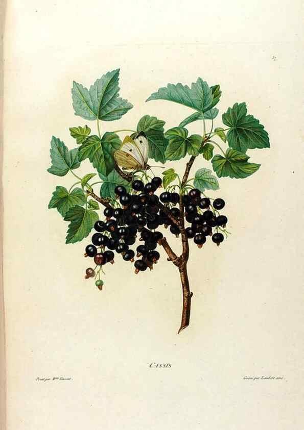 Reproducción/Reproduction 24211117664: Études de fleurs et de fruits :. Paris :Chez Bance aîné, Md. d'Etampes,[1820?]