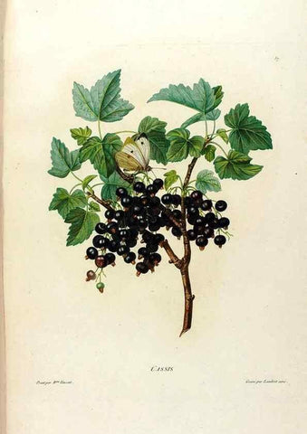 Reproducción/Reproduction 24211117664: Études de fleurs et de fruits :. Paris :Chez Bance aîné, Md. d'Etampes,[1820?]