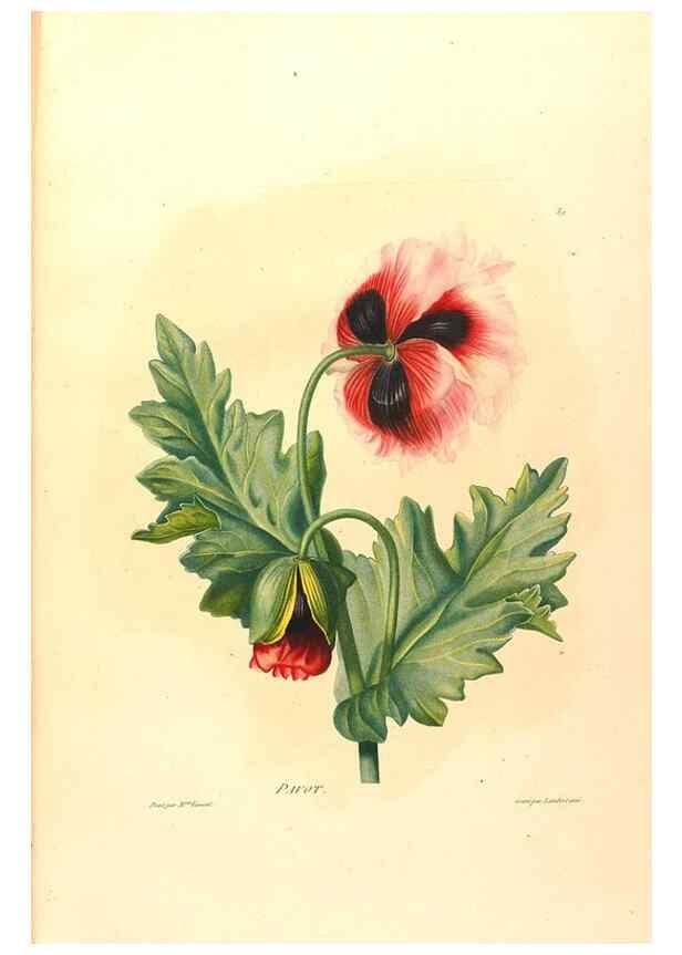Reproducción/Reproduction 24212447443: Études de fleurs et de fruits :. Paris :Chez Bance aîné, Md. d'Etampes,[1820?]