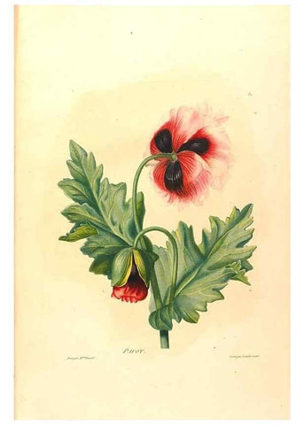 Reproducción/Reproduction 24212447443: Études de fleurs et de fruits :. Paris :Chez Bance aîné, Md. d'Etampes,[1820?]
