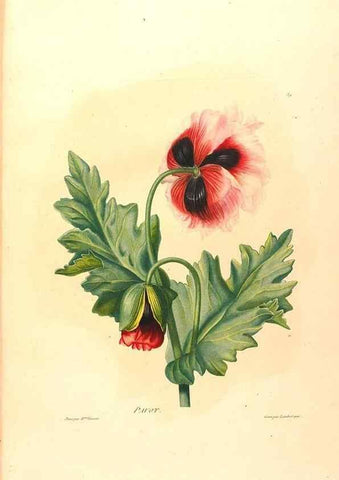 Reproducción/Reproduction 24212447443: Études de fleurs et de fruits :. Paris :Chez Bance aîné, Md. d'Etampes,[1820?]
