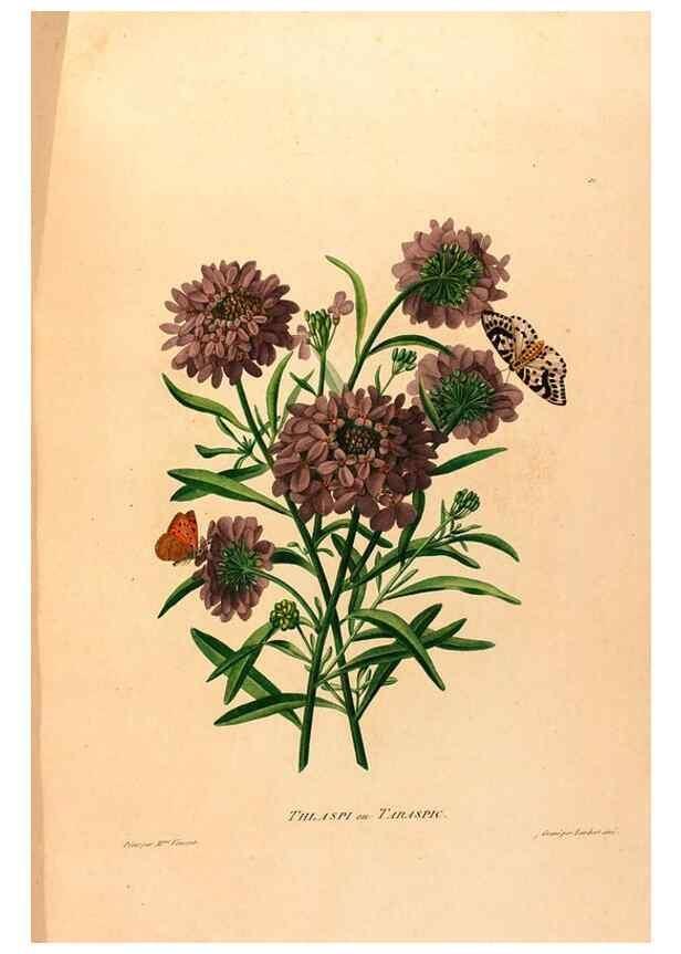 Reproducción/Reproduction 24471685679: Études de fleurs et de fruits :. Paris :Chez Bance aîné, Md. d'Etampes,[1820?]