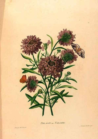 Reproducción/Reproduction 24471685679: Études de fleurs et de fruits :. Paris :Chez Bance aîné, Md. d'Etampes,[1820?]