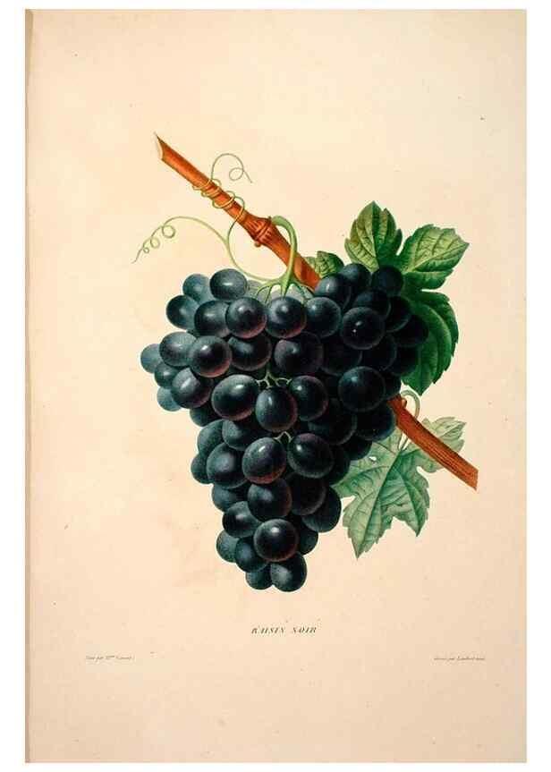 Reproducción/Reproduction 24721446442: Études de fleurs et de fruits :. Paris :Chez Bance aîné, Md. d'Etampes,[1820?]