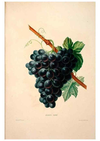 Reproducción/Reproduction 24721446442: Études de fleurs et de fruits :. Paris :Chez Bance aîné, Md. d'Etampes,[1820?]