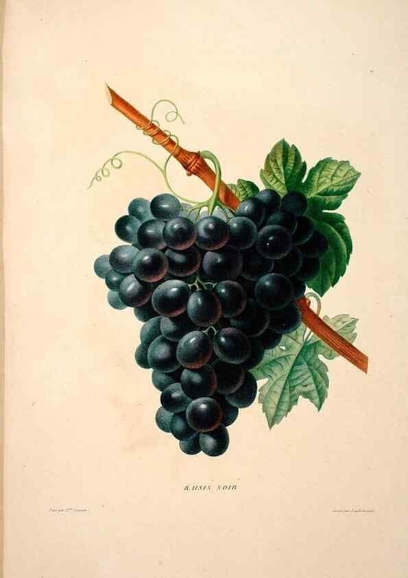 Reproducción/Reproduction 24721446442: Études de fleurs et de fruits :. Paris :Chez Bance aîné, Md. d'Etampes,[1820?]