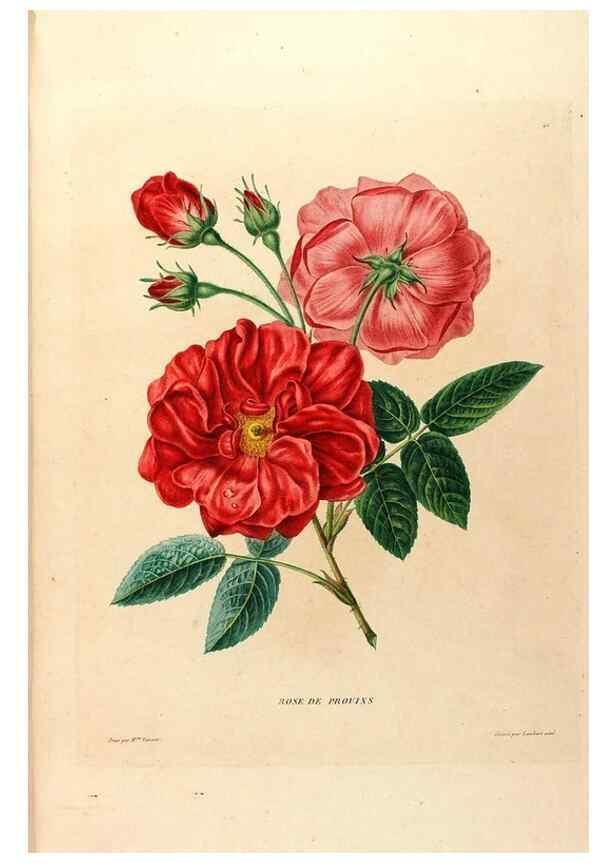 Reproducción/Reproduction 24745856931: Études de fleurs et de fruits :. Paris :Chez Bance aîné, Md. d'Etampes,[1820?]